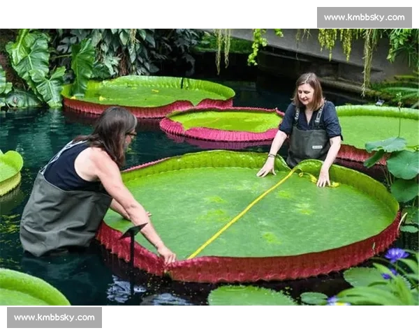 亚马孙王莲:黑夜绽放的 “善变花王” 亚马孙王莲:黑夜绽放的 “善变花王”
