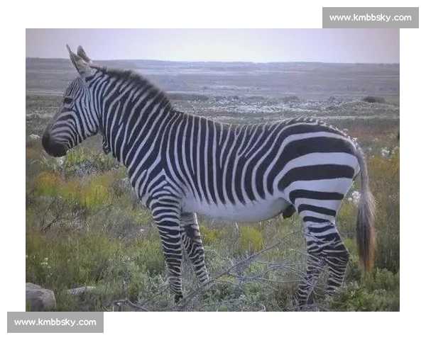 斑马与马的全面对比从外形基因行为到进化与人类关系探秘差异真相